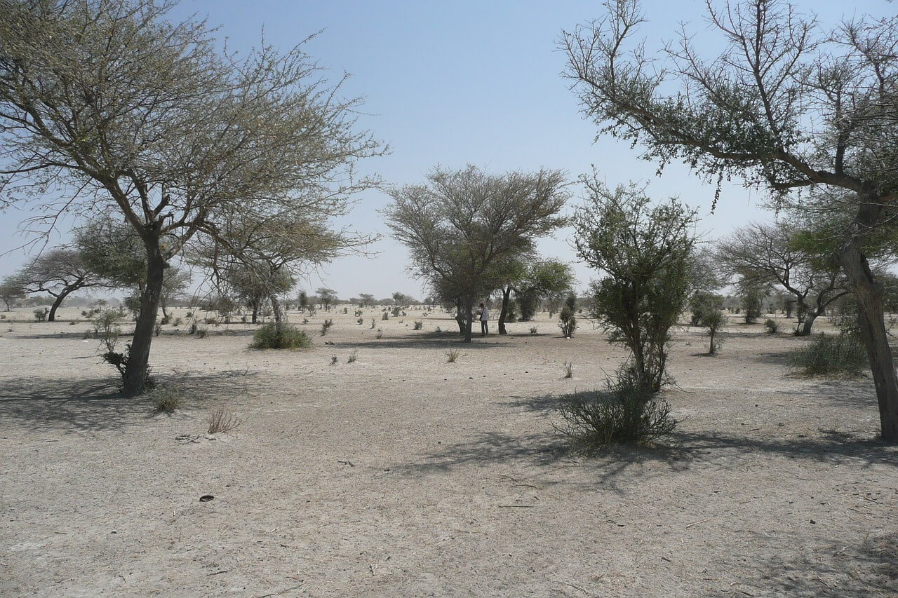 desertification case study